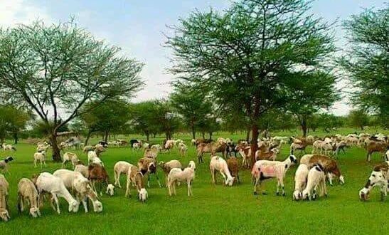 السودان.. ثروة حيوانية في مواجهة الرصاص